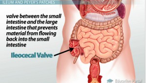 ileocecal valve diagram